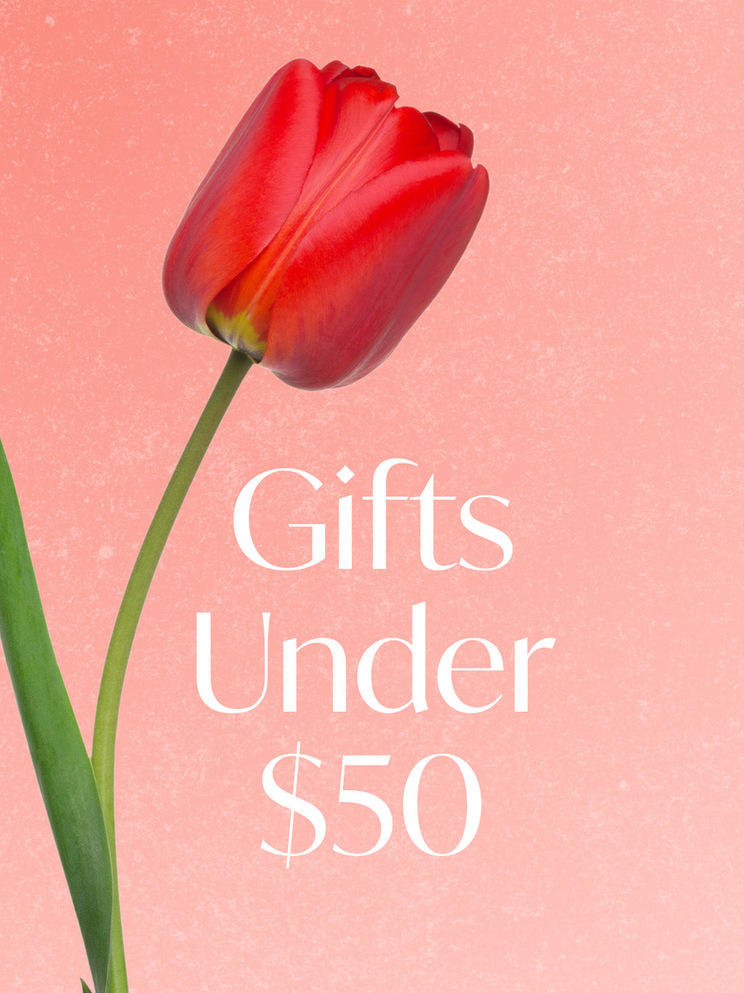 Red tulip on a pink background with 'Gifts Under $50' text.