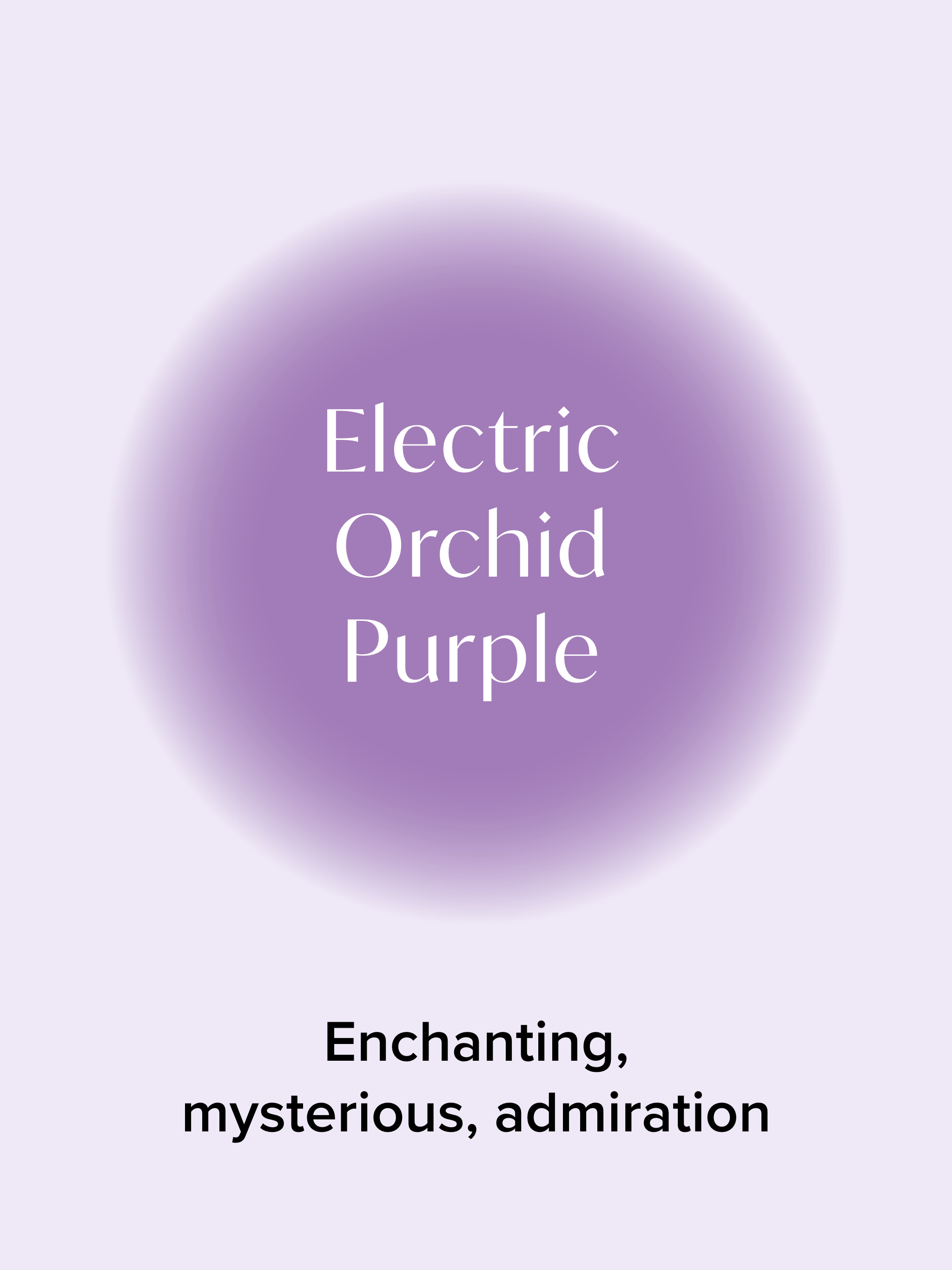 Signature Lace Original Rise Thong Rose Electric Orchid Purple